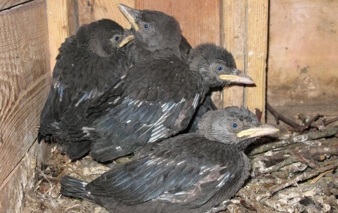 Falken im Kirchturm_4