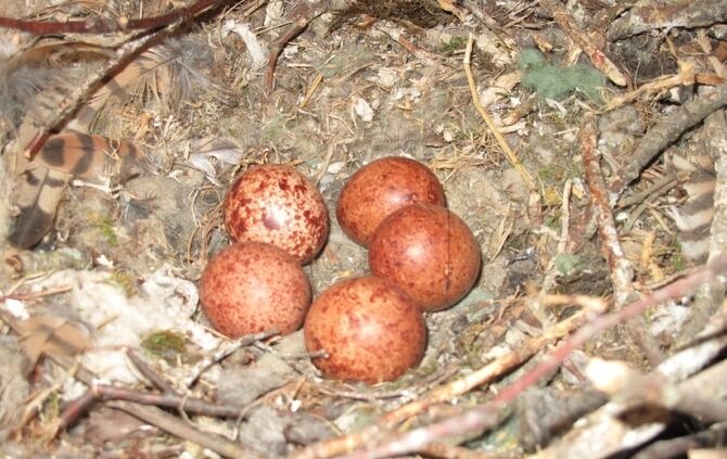 Falken im Kirchturm_6