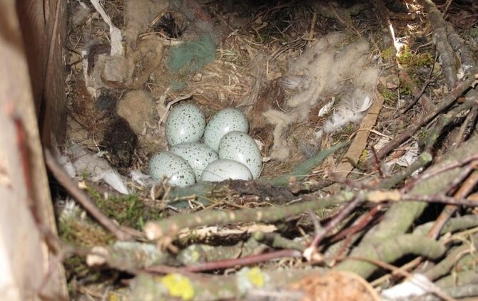 Falken im Kirchturm_7