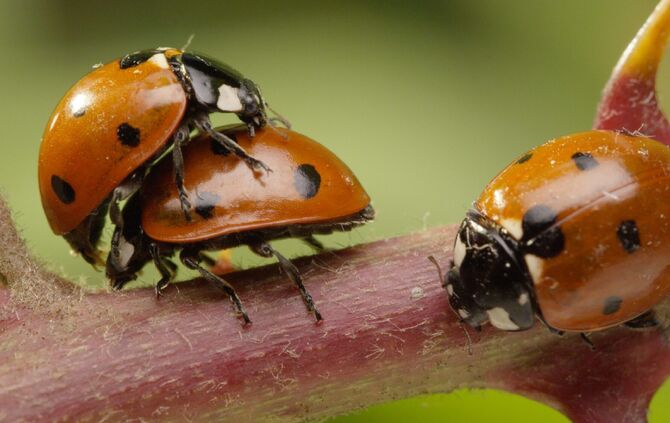 Brian Mc Clatchy aus Remshalden_5