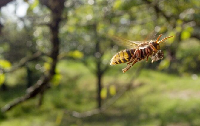 Brian Mc Clatchy aus Remshalden_8