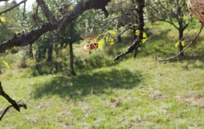 Brian Mc Clatchy aus Remshalden_9