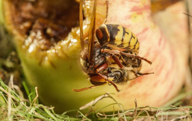 Brian Mc Clatchy aus Remshalden_10