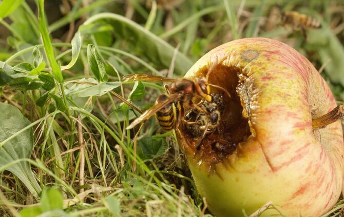 Brian Mc Clatchy aus Remshalden_11