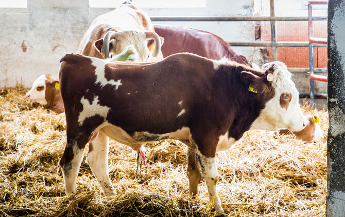 Fest auf dem Aidehof - Bild 28_24