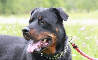 Rottweiler Sam aus dem Tierheim Schorndorf 