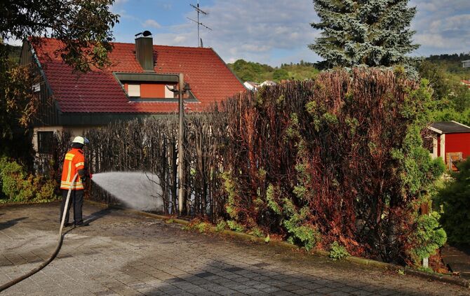 Hecke in Brand_0