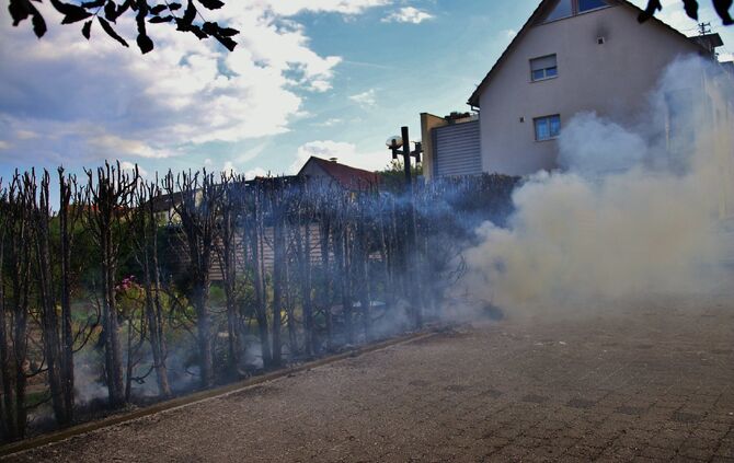 Hecke in Brand_2