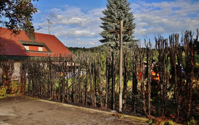 Hecke in Brand_6