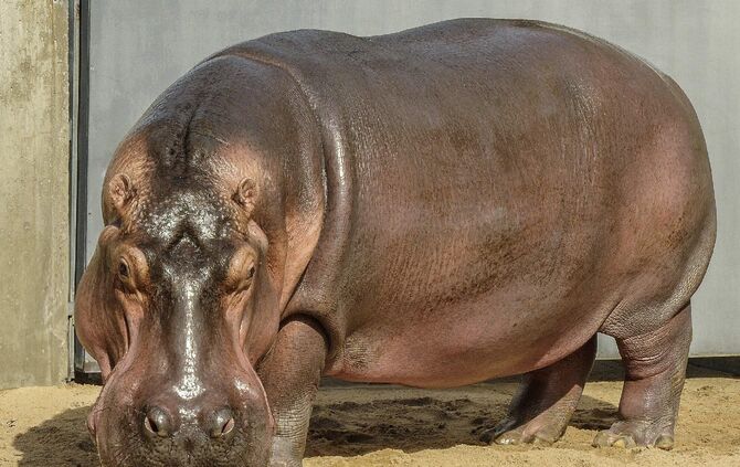 KW_42a_Flusspferd_Mike_abgereist_18.10.17_Bild_1_Foto_Cini_0