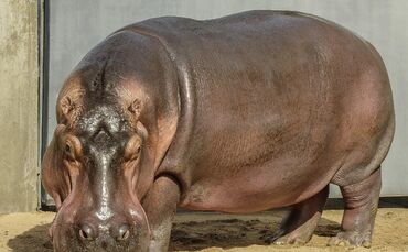 KW_42a_Flusspferd_Mike_abgereist_18.10.17_Bild_1_Foto_Cini_0