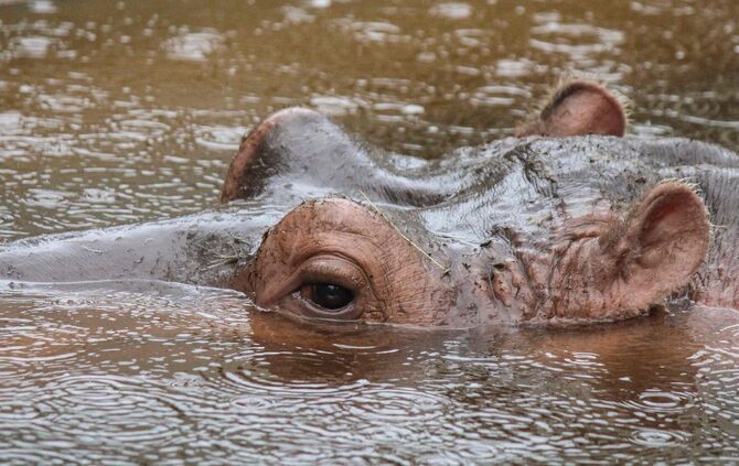 Flusspferd_geschnitten_1