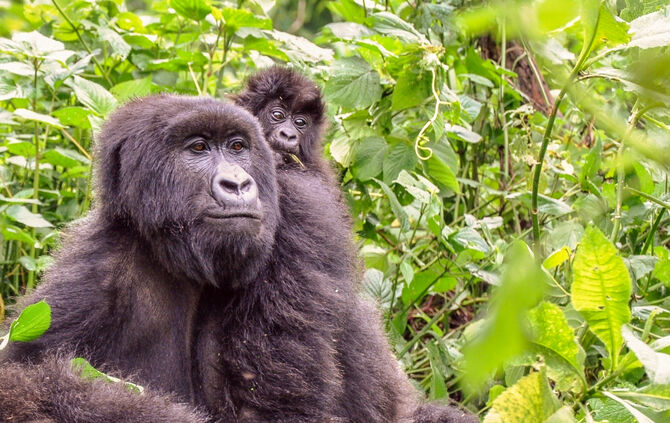 Ranger_mit_Congohounds_zu_Gast_0