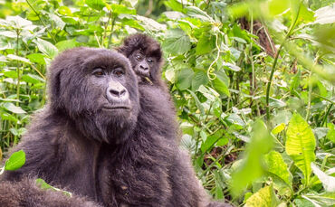 Ranger_mit_Congohounds_zu_Gast_0