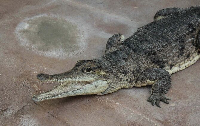 Australien-Krokodil_0