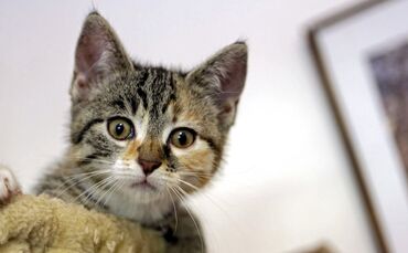 Tierschutzverein sucht Pflegestellen