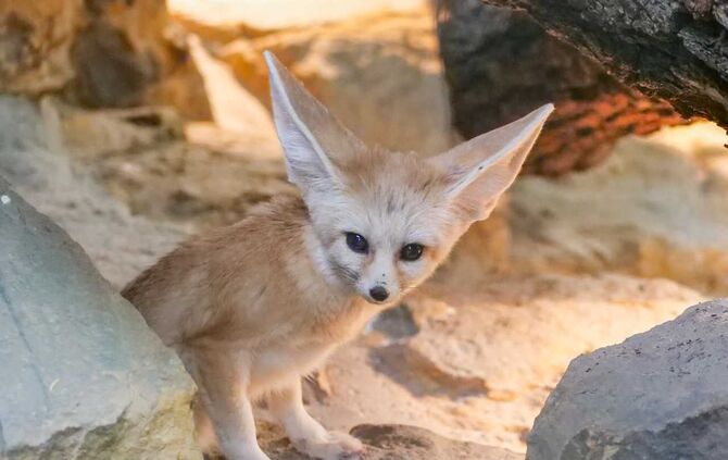 Wilhelma Stuttgart Wüstenfuchs