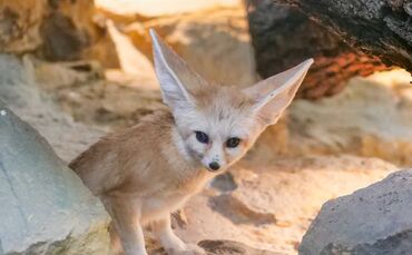 Wilhelma Stuttgart Wüstenfuchs