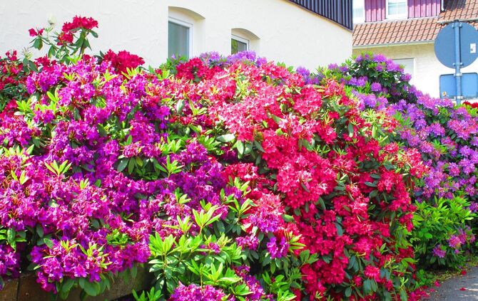 Schner Rhododendronbusch am Eingang zu den Kaisersbacher Kruterterrassen  - Nachrichten aus Kaisersbach - Zeitungsverlag Waiblingen