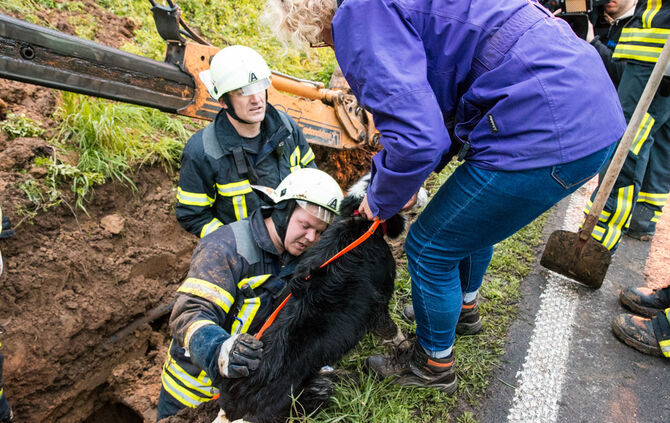 Hund steckt im Rohr fest - Bild 22_0