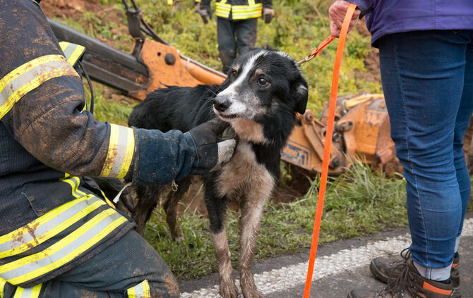 Hund steckt im Rohr fest - Bild 27_1