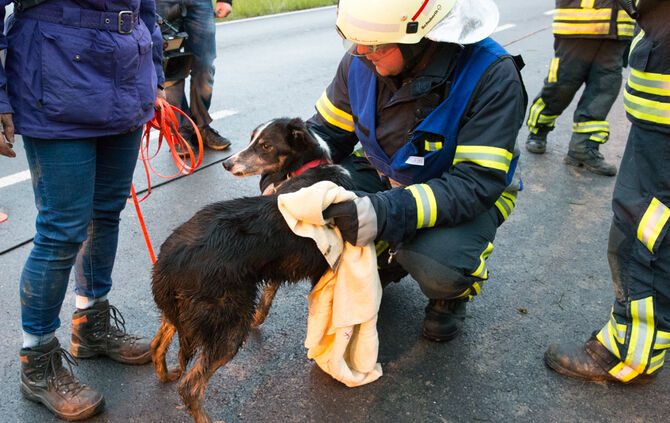 Hund steckt im Rohr fest - Bild 28_16