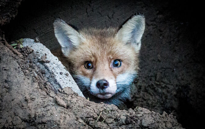 Hund steckt im Rohr fest - Bild 25_18