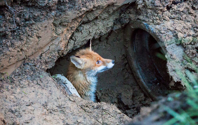 Hund steckt im Rohr fest - Bild 24_19