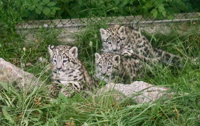 KW 27a Drillinge bei den Schneeleoparden 07.07.2021 Bild 2