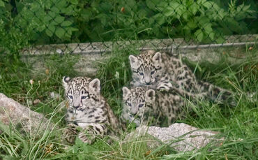 KW 27a Drillinge bei den Schneeleoparden 07.07.2021 Bild 2