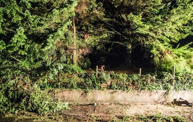Grosse Tanne stuerzt nach Sturm um - Bltze erhellen den Nachthimmel - Bild 18_8