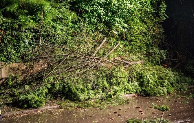 Grosse Tanne stuerzt nach Sturm um - Bltze erhellen den Nachthimmel - Bild 08_17