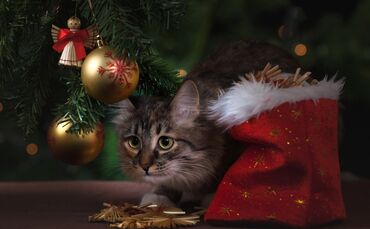 Katze unterm Weihnachtsbaum_0