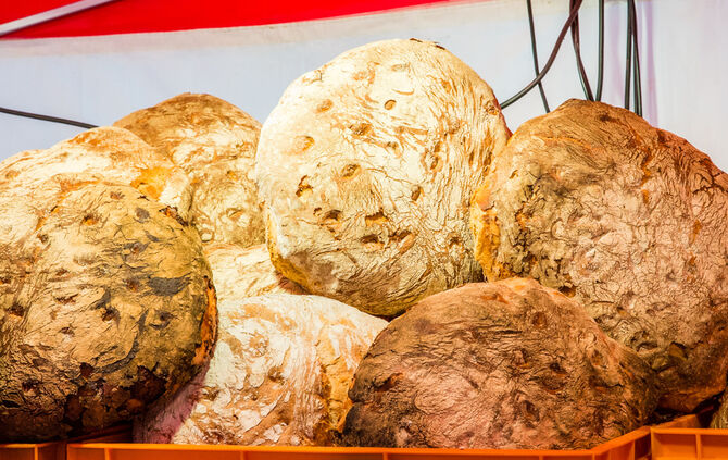 Stadtmarkt trotzt dem Wetter - Bild 20_20