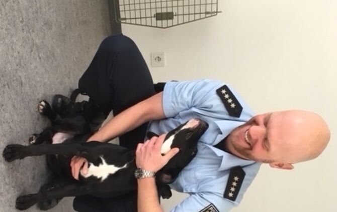 Der ausgesetzte Hund_0