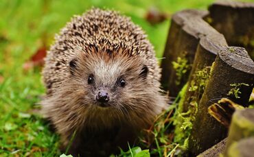 hedgehog-child-1759027_1920_0