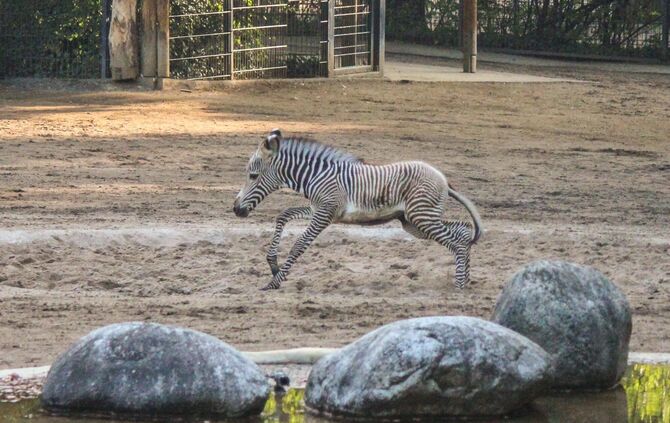 KW_36a_Zwei_Zebrafohlen_geboren_05.09.2017_Bild_10_0
