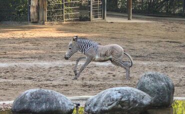 KW_36a_Zwei_Zebrafohlen_geboren_05.09.2017_Bild_10_0