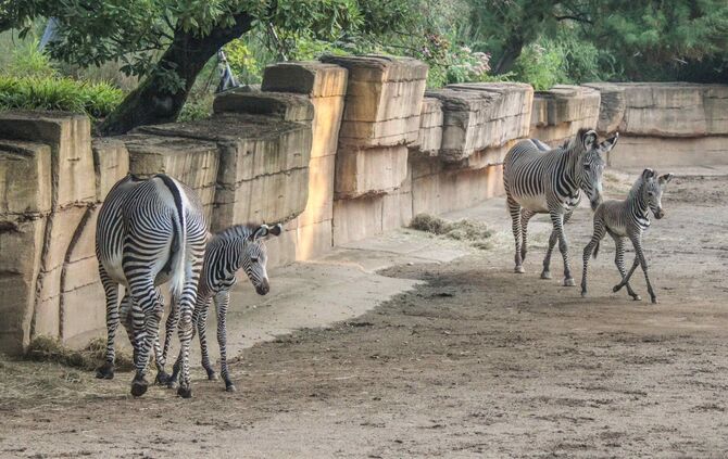 KW_36a_Zwei_Zebrafohlen_geboren_05.09.2017_Bild_5_1
