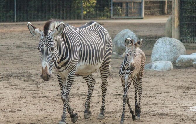 KW_36a_Zwei_Zebrafohlen_geboren_05.09.2017_Bild_1_2