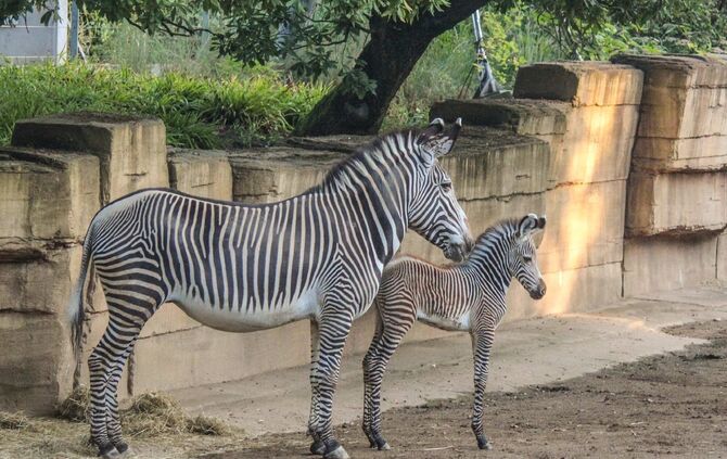KW_36a_Zwei_Zebrafohlen_geboren_05.09.2017_Bild_4_3
