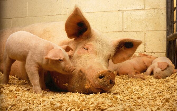 pigs-520896_1920_0
