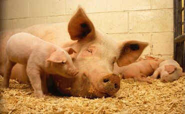 pigs-520896_1920_0