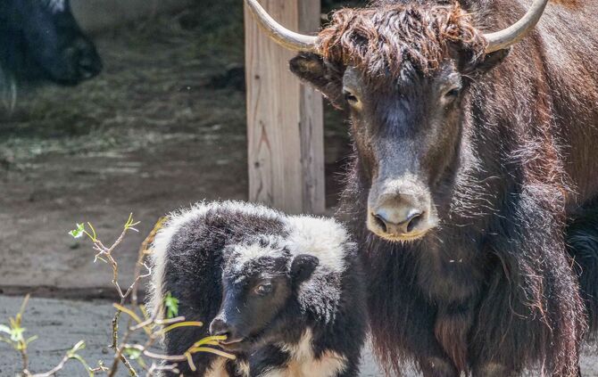 Erstmals Kälber bei Yaks in der Wilhelma Stuttgart geboren
