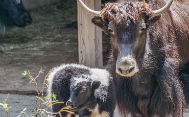 Erstmals Kälber bei Yaks in der Wilhelma Stuttgart geboren