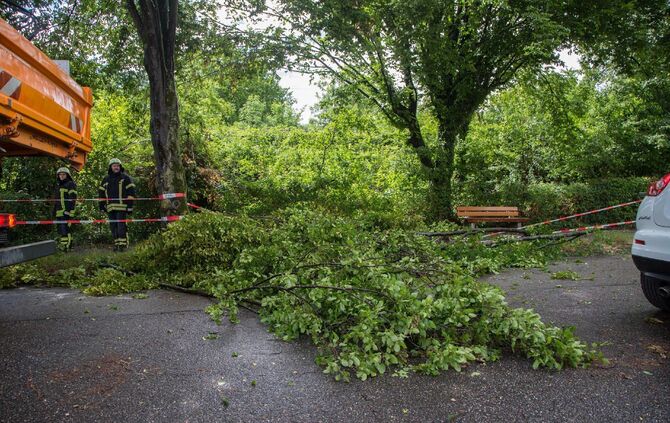 Eine Sturmböe riss am Donnerstag große Äste von einem Baum in der Dammstraße._2