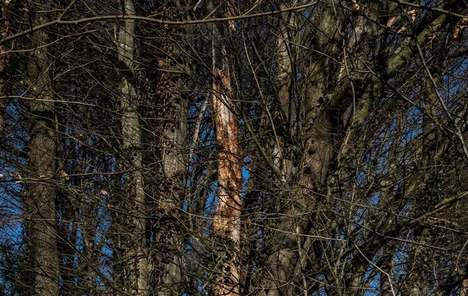 Über 400 qm Wiese und Sträucher in Brand - Bild 19_6