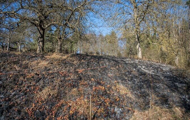 Über 400 qm Wiese und Sträucher in Brand - Bild 14_11