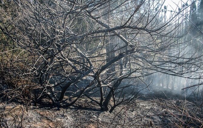 Über 400 qm Wiese und Sträucher in Brand - Bild 11_14