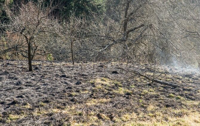 Über 400 qm Wiese und Sträucher in Brand - Bild 05_20